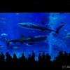水族館でよくある風景写真