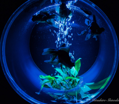 金魚の芸術