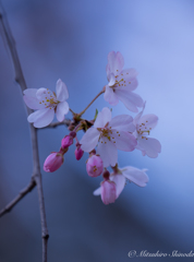 桜の季節の頃