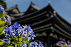 綺麗なお花咲く季節になりましたね〜