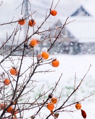 雪が降った我が家の庭 