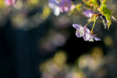 六道山公園河津桜1