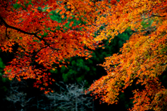 秋の色-4