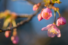 六道山公園河津桜2