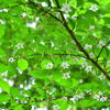 北本自然観察公園　新緑２