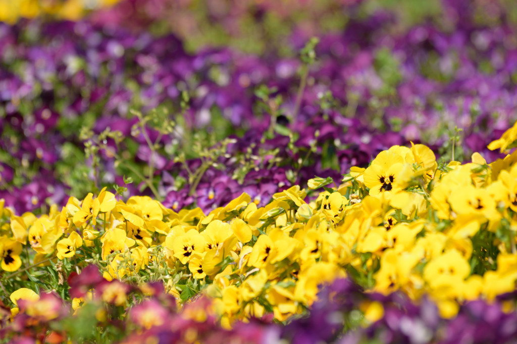 2016.05.智光山公園