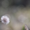 春近し 1
