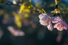 六道山公園河津桜3