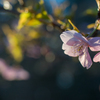 六道山公園河津桜3