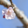 十月桜 03