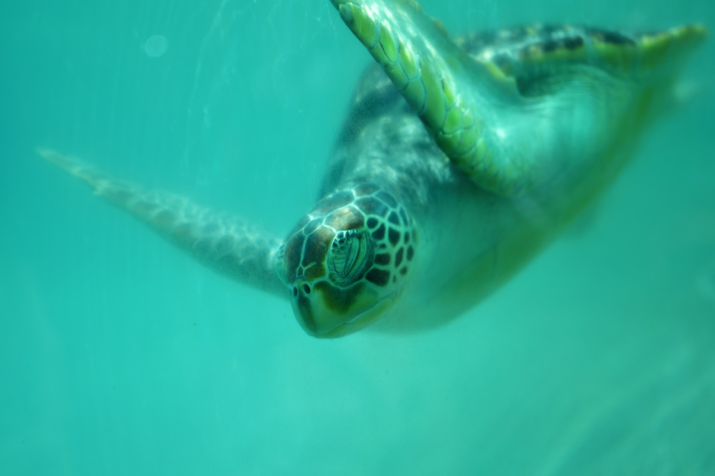 新江ノ島水族館　ウミガメ