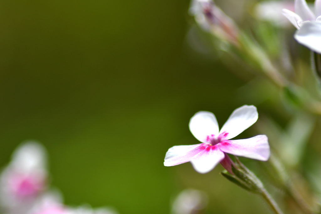 芝桜