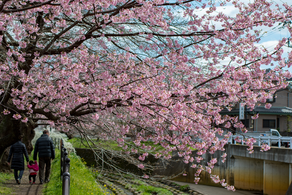 花散歩2