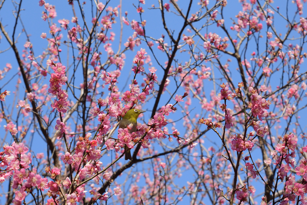 都会っ子　檜町公園