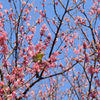 都会っ子　檜町公園