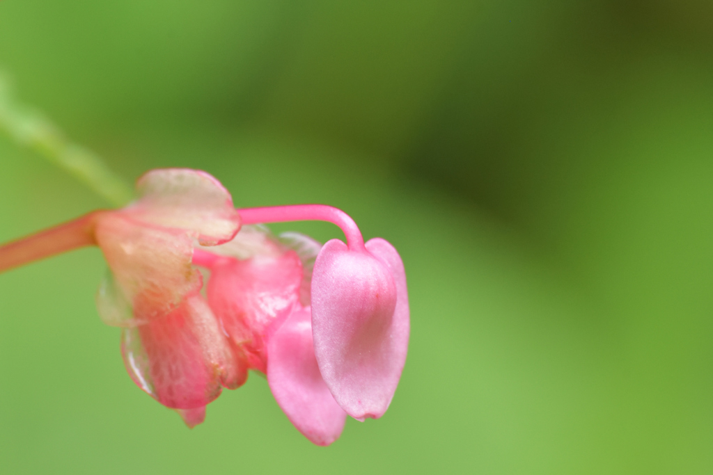 夏の花