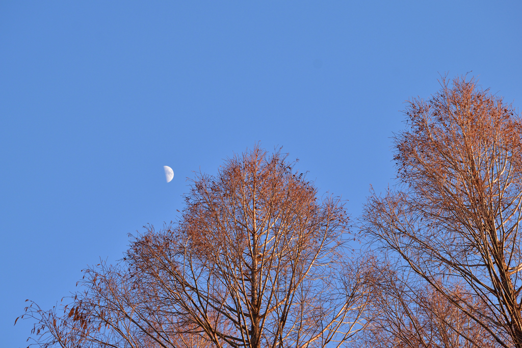 夕の月