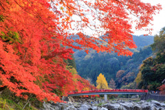 紅葉
