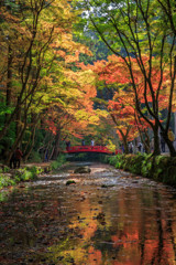 紅葉