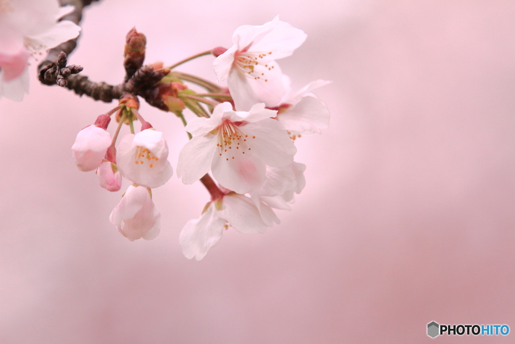 桜色の季節