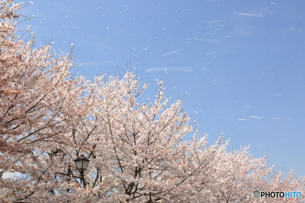 桜吹雪