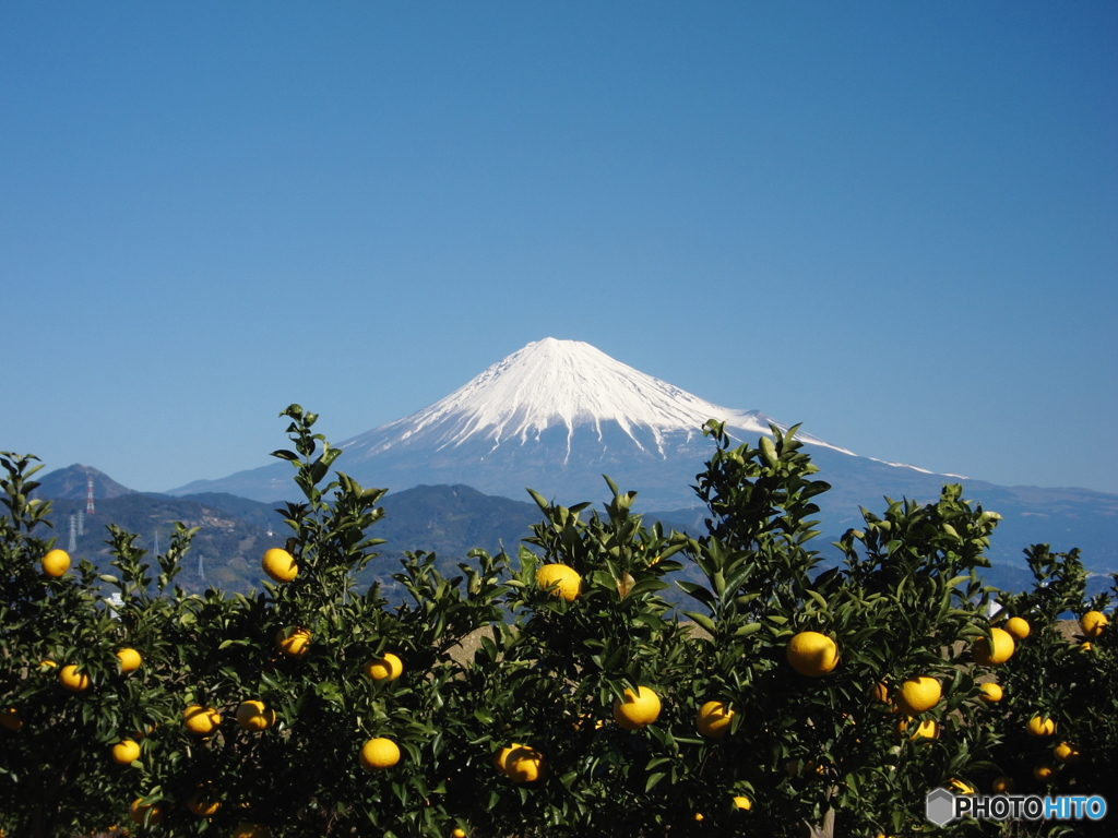 ミカン畑と富士山