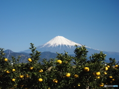 ミカン畑と富士山