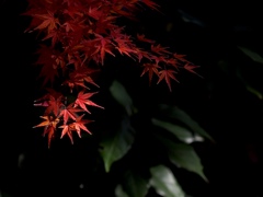 光