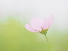 秋桜