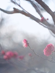 梅