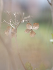 枯れ紫陽花