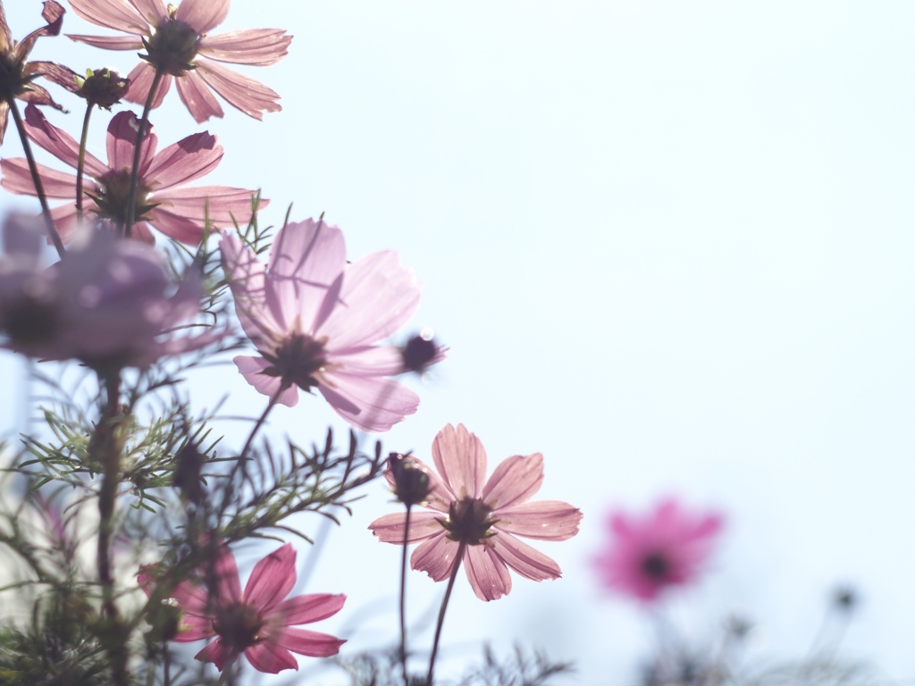 秋桜