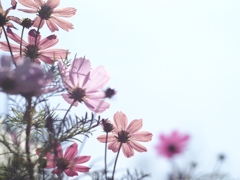 秋桜