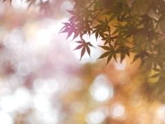 011CE985-A9AB-4E76-8904-540B87F49DB8