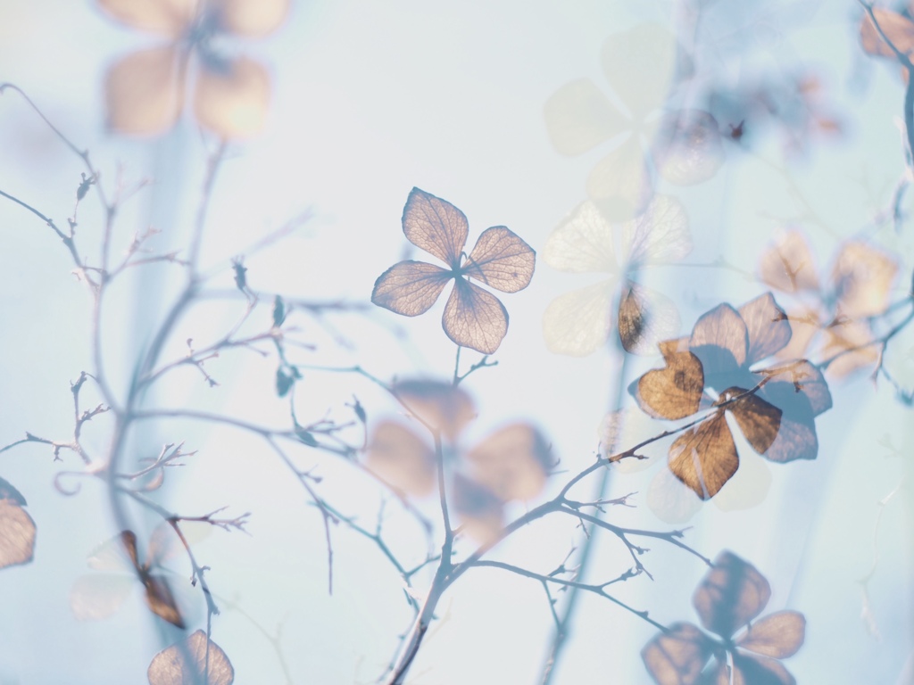 枯紫陽花
