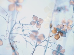 枯紫陽花