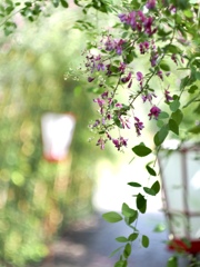 萩の花