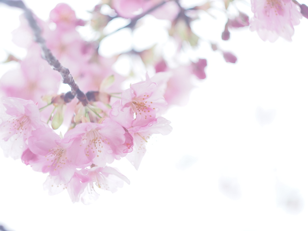 河津桜