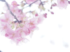 河津桜