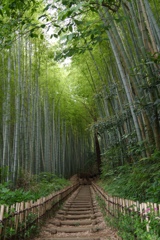 ひよどり坂