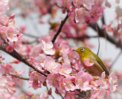 河津桜