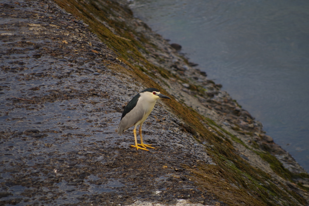PENTAX K-S1撮影　水鳥