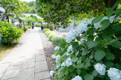 本光寺の紫陽花⑦