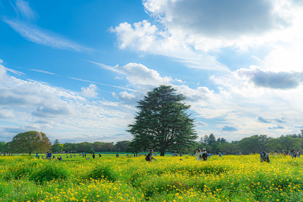 コスモスと青空