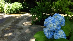 紫陽花in本光寺②