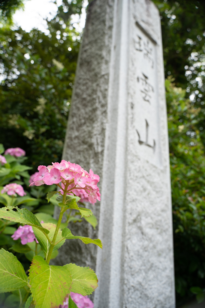 本光寺の紫陽花③