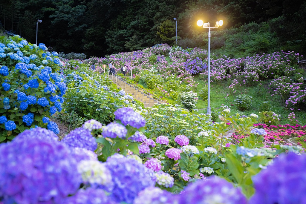 紫陽花⑤