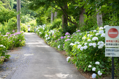 本光寺の紫陽花⑨