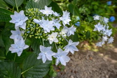 本光寺の紫陽花⑧