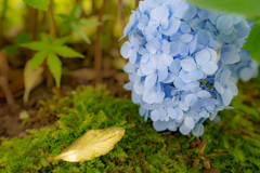 本光寺の紫陽花①